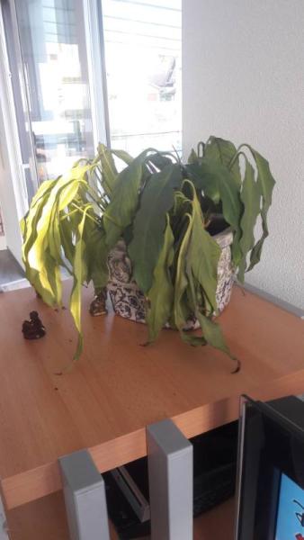 Bild zu Zimmerpflanze lässt die Blätter hängen - Garten Forum