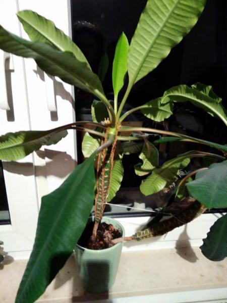 Bild zu Kennt jemand diese Pflanze? - Garten Forum