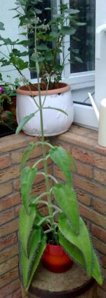 Bild zu Suche Brutblatt - Garten Forum