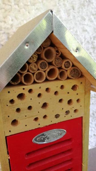 Bild zu Endlich sind Gäste ins Insektenhotel gezogen - Garten Forum