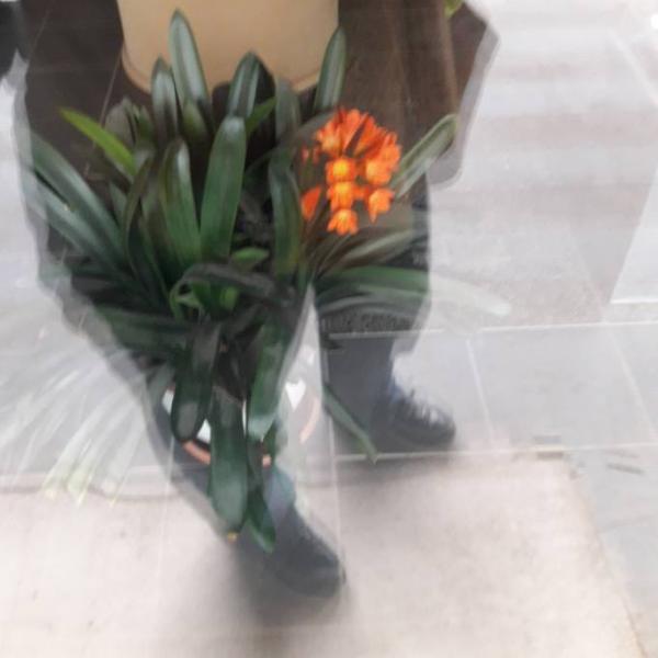 Bild zu Nicht Garten aber Pflanze - Garten Forum