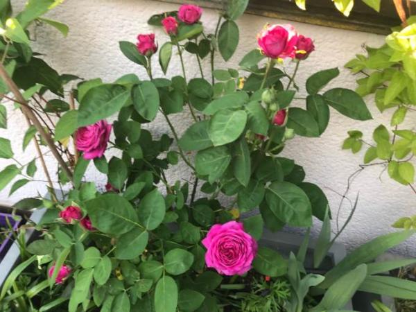 Bild zu 