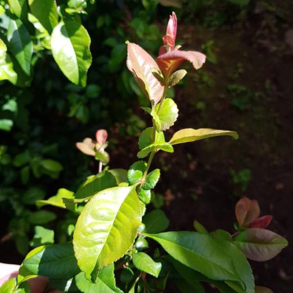 Bild zu Was für ein Strauch ist das? - Garten Forum