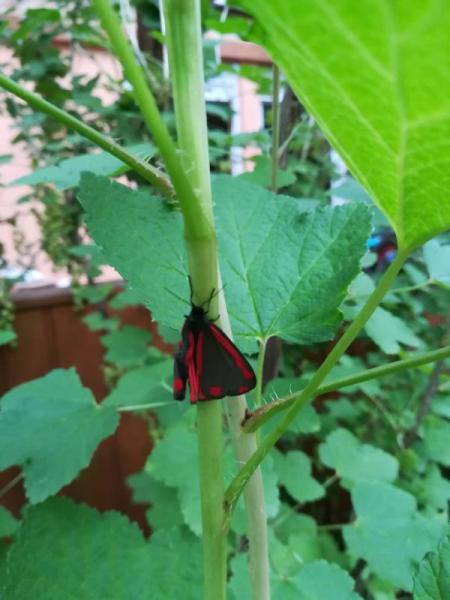 Bild zu Unglaubliches Gartenglück... Ein seltener Schmetterling - Garten Forum