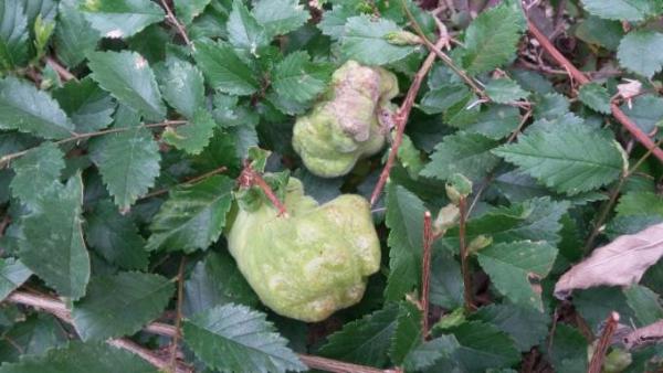 Bild zu Frucht, Parasit, Krankheit - was kann das sein? - Garten Forum