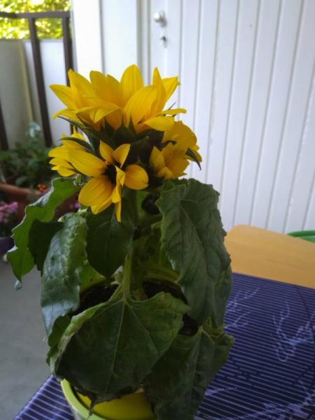 Bild zu Sonnenblumen-Arten, kennst sich da jemand aus? - Garten Forum