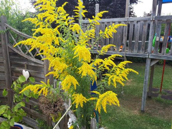 Bild zu Volltreffer! - Garten Forum