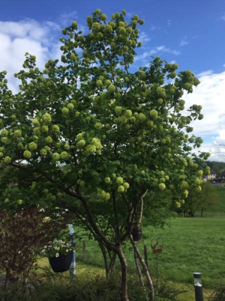 Bild zu Welcher Baum ist das? Kann jemand helfen? - Garten Forum