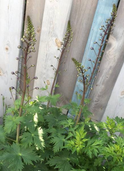 Bild zu Unkraut oder Staude ? - Garten Forum