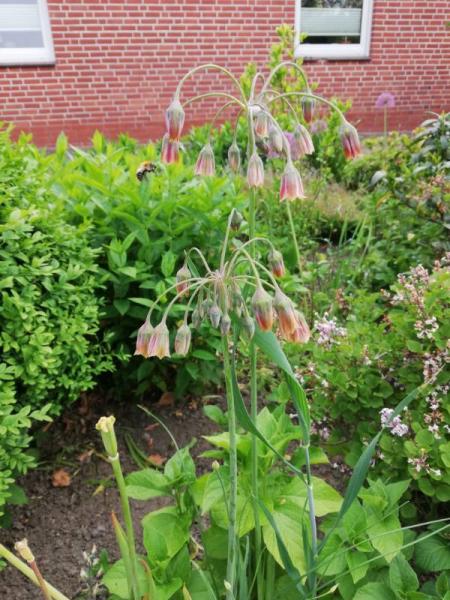 Bild zu Kennt jm. diese Blume? - Garten Forum