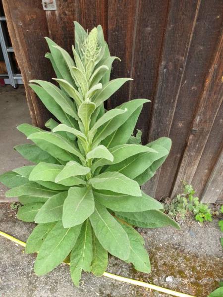 Bild zu Kennt jemand diese Blume? - Garten Forum