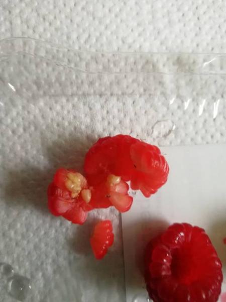 Bild zu Himbeeren noch nicht reif oder ist das Ungeziefer? - Garten Forum