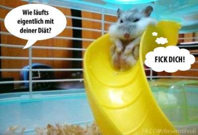 Bild zu schaut mal - Diätclub - Forum und Erfahrungsaustausch