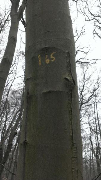 Bild zu Schnitzeljagd - Kindergeburtstag - Elternforum