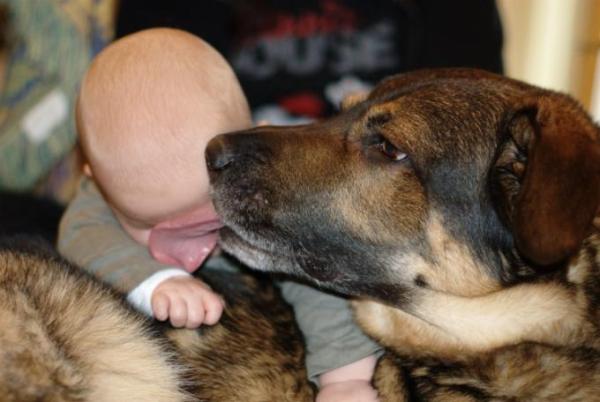 Bild zu Mein Baby und der Hund - Haustiere