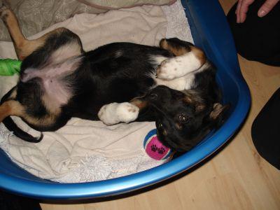 Bild zu Mein Hundi - Haustiere