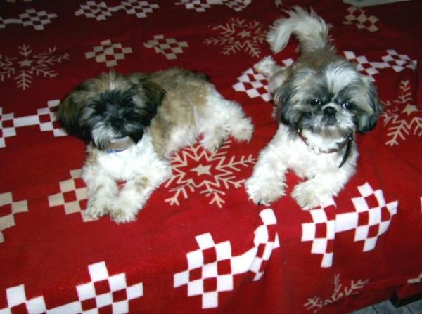 Bild zu meine 2 Shih Tzu´s - Haustiere