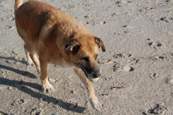 Bild zu unser Hunde-Bär - Haustiere
