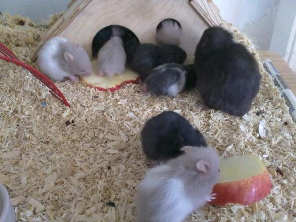 Bild zu Teddyhamsterbabys... - Haustiere