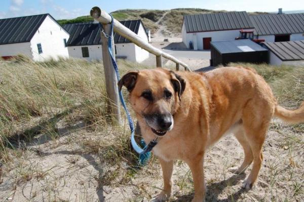 Bild zu Hund und Arbeiten - Haustiere