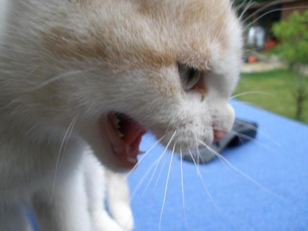 Bild zu Nochmal wegen der Katze! - Haustiere