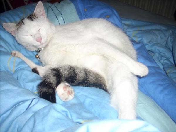 Bild zu auch mal unsere Tiere zeigen will - Haustiere