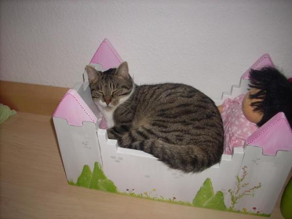 Bild zu 