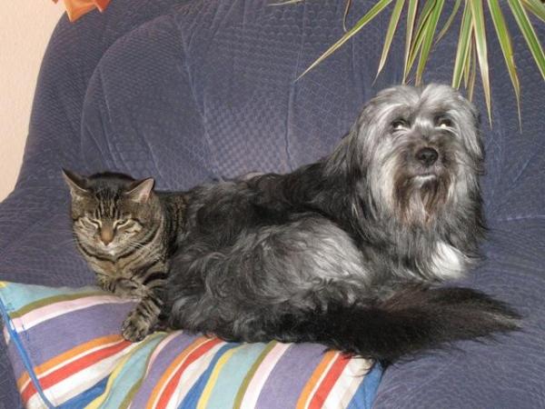 Bild zu hund und katz----- ein herz und eine seele - Haustiere