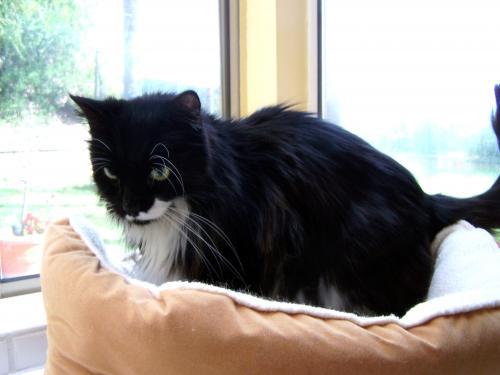 Bild zu Mein Kater wird gerade eingeschlaefert - Haustiere