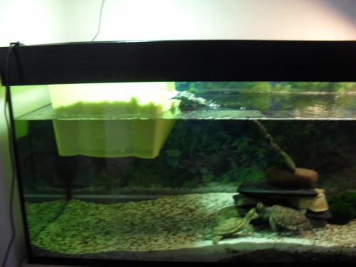 Bild zu Aquaterraium umgebaut - Haustiere