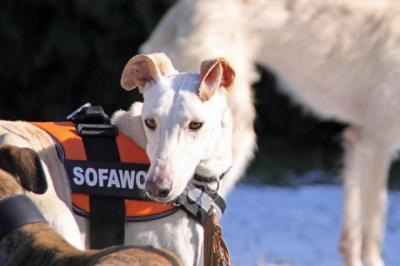 Bild zu Ist oder war schonmal jemand Pflegestelle Hund - Haustiere