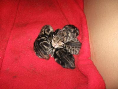 Bild zu Unsere Katzenbabys:-) - Haustiere