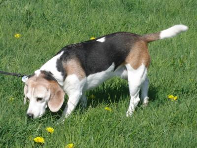 Bild zu Hat hier wer nen Beagle? Fotos her bitte!! - Haustiere