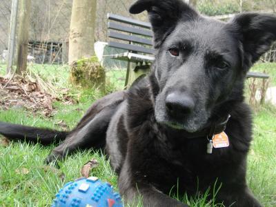 Bild zu Und hat auch noch jemand nen Schäfer-Labrador-Mix?? Foto bitte... - Haustiere