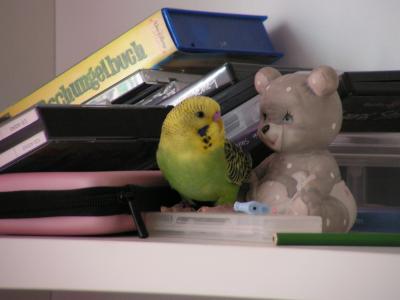Bild zu