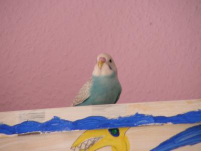 Bild zu