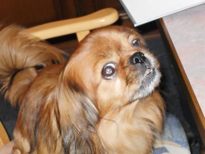 Bild zu Hund stinkt... - Haustiere