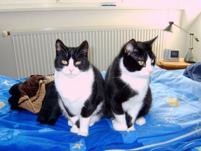 Bild zu