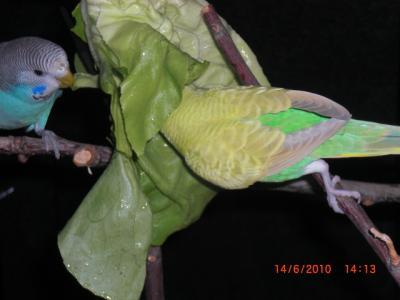 Bild zu Eure schönsten Tierbilder ( von Euren Haustieren) - Haustiere