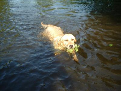 Bild zu wasserratte - Haustiere