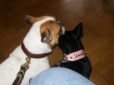 Bild zu tierische freunde.... - Haustiere