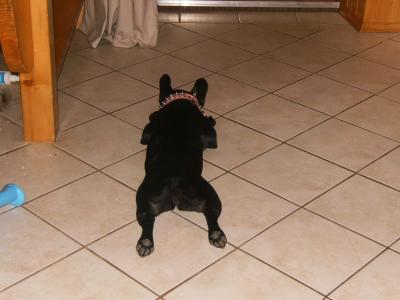 Bild zu was machen eure hunde bei dem wetter ? - Haustiere