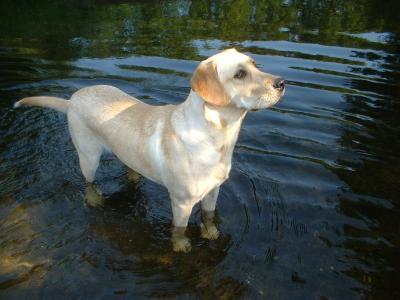 Bild zu urlaub mit hund - Haustiere