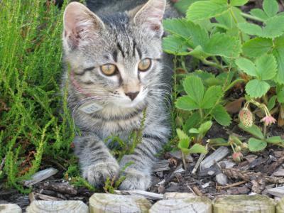 Bild zu Gott sei Dank - meiner kleinen Katze gehts wieder besser ... - Haustiere