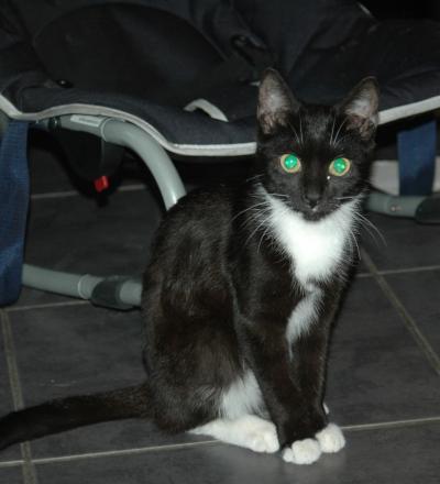 Bild zu Katze weg - bin totunglücklich !!!!!!!!! - Haustiere
