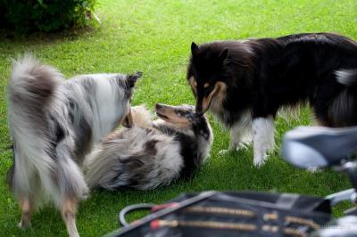 Bild zu Warum züchte ich überhaupt Hunde mit Papieren? Für den Käufer. - Haustiere