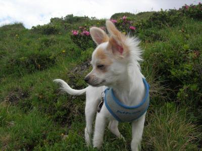Bild zu möchte gerne unseren Chihuahua Pedro vorstellen - Haustiere