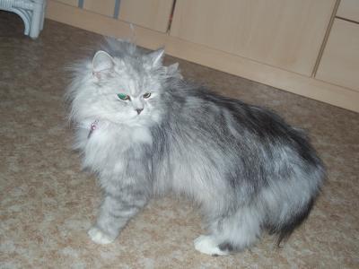 Bild zu Meine Katze ist wieder da! - Haustiere