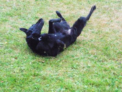 Bild zu Welcher Hundegurt? - Haustiere