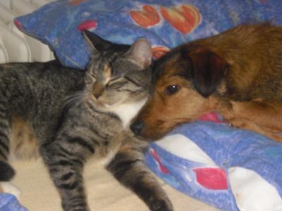 Bild zu Wie Hund und Katze - Haustiere